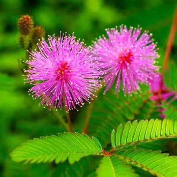 Mimosa Pudica Flower Seeds for Planting