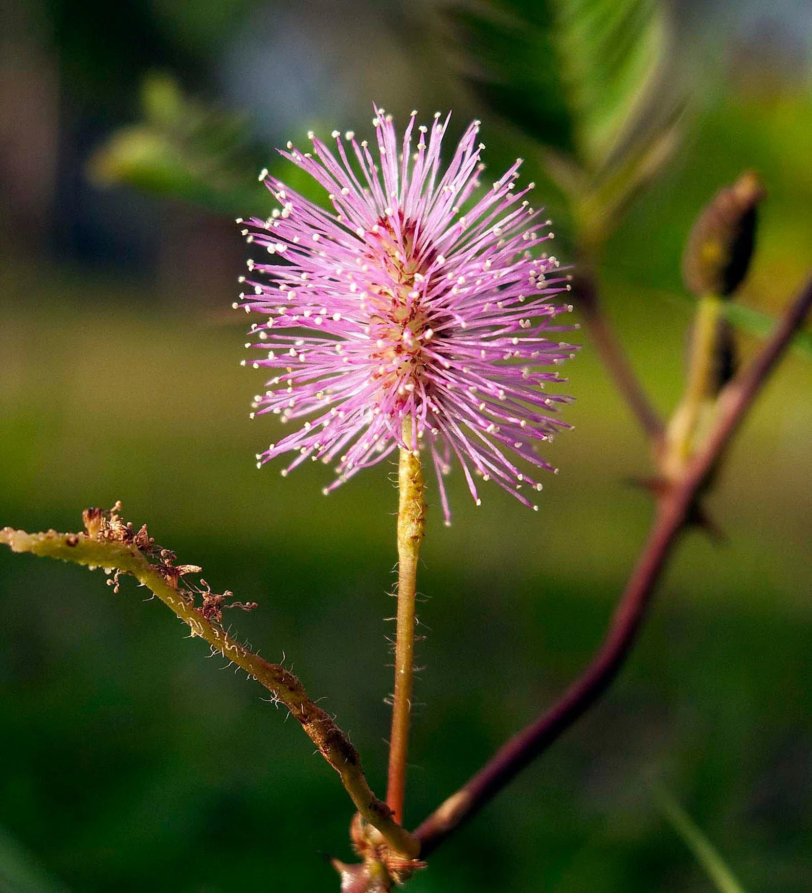 Mimosa Pudica Pink Flowers and Delicate Foliage