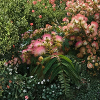 Mimosa Silk Tree seeds for growing ornamental trees in landscape gardens.