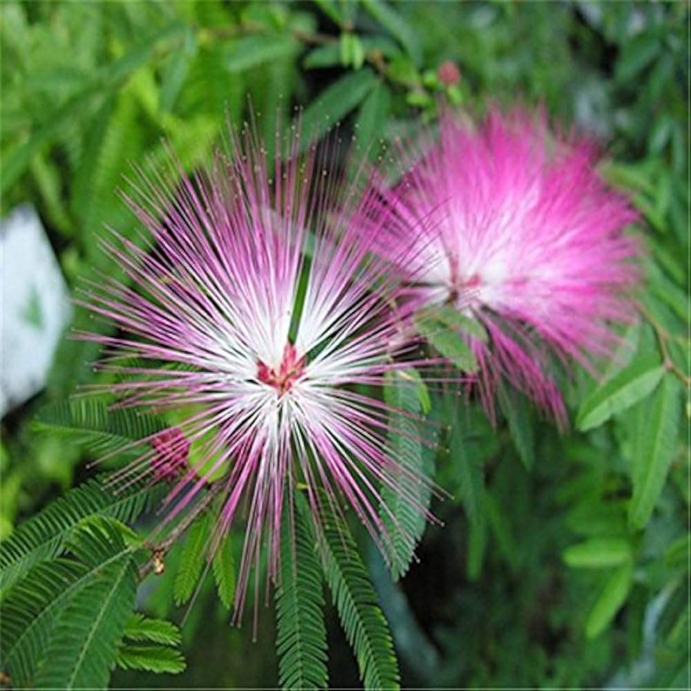 Mimosa Silk Tree seeds for planting in home gardens and landscapes.