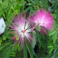 Mimosa Silk Tree seeds for planting in home gardens and landscapes.