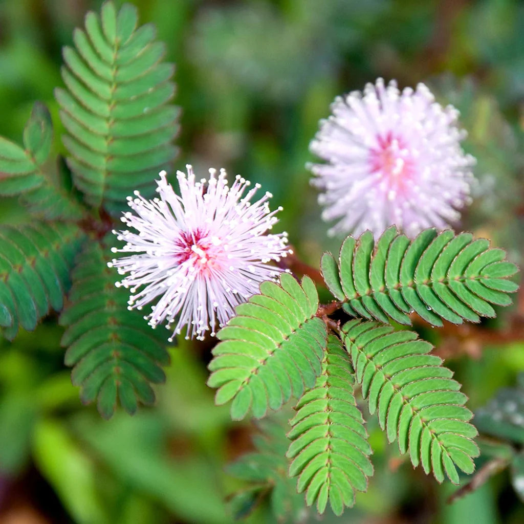 Pink Mimosa Pudica Flower seeds for Planting - Hardy Variety, Heirloom & GMO Free Seeds for Home Garden