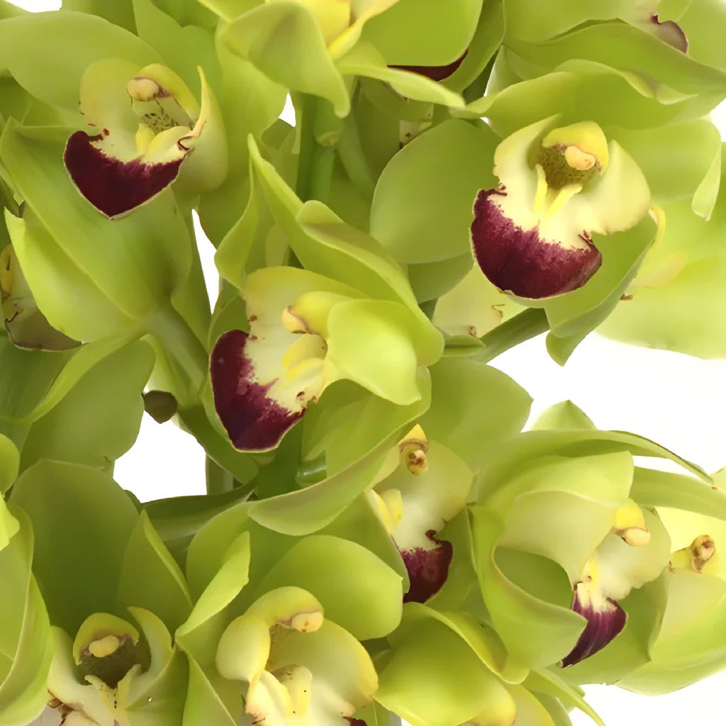 Green Orchid Flower Seeds for Planting – Hardy Variety Heirloom & NonGMO Home Garden Seeds
 
 Sale