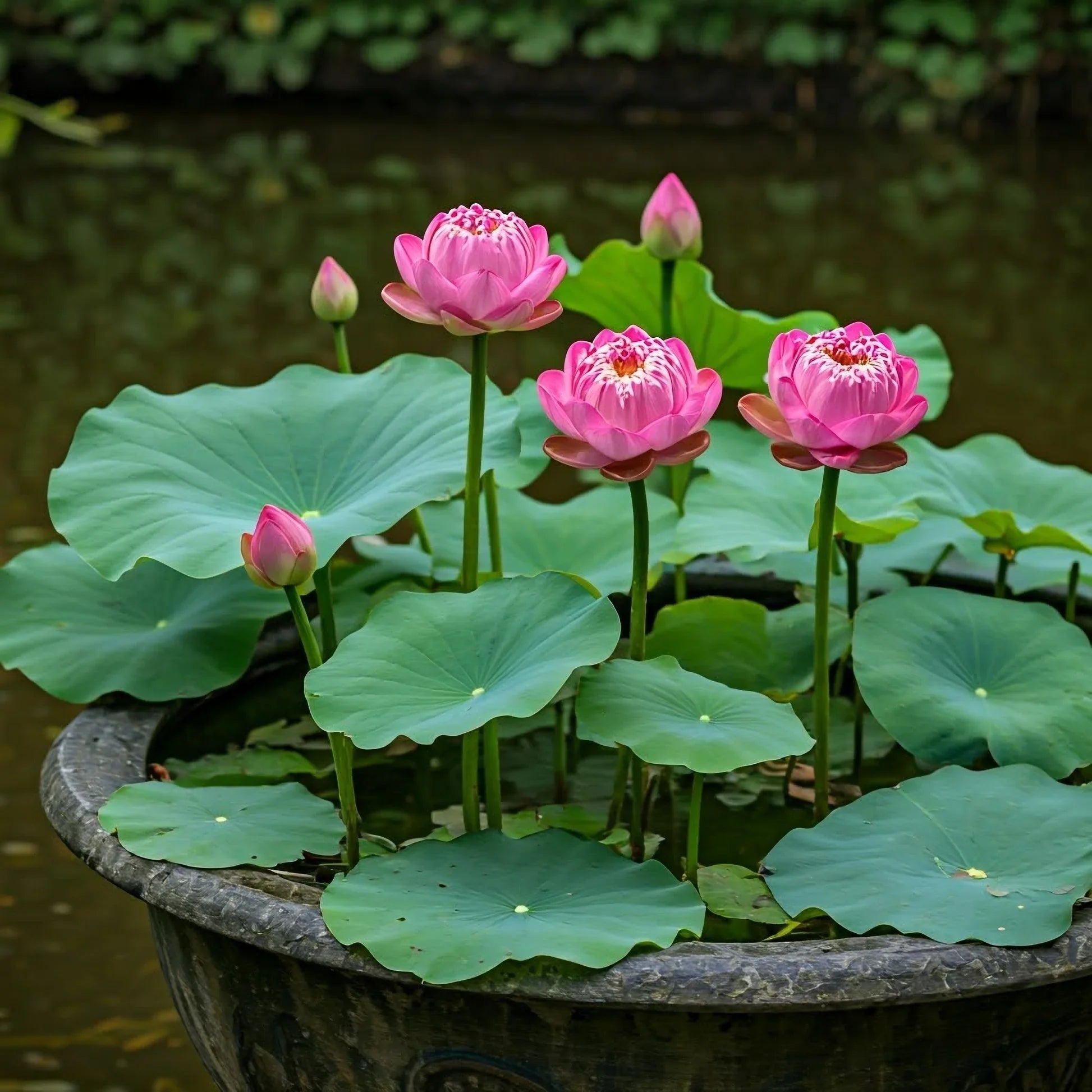 Mini dwarf lotus seeds growing in a decorative water bowl with floating green leaves.