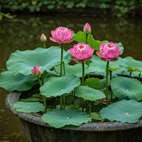 Mini dwarf lotus seeds growing in a decorative water bowl with floating green leaves.