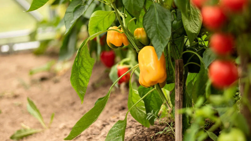 Mini Sweet Pepper seeds for planting Capsicum annuum mix