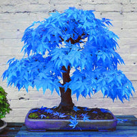 Miniature maple tree growing in a decorative outdoor container