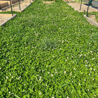 Dense Miniature Clover growing as green ground cover.