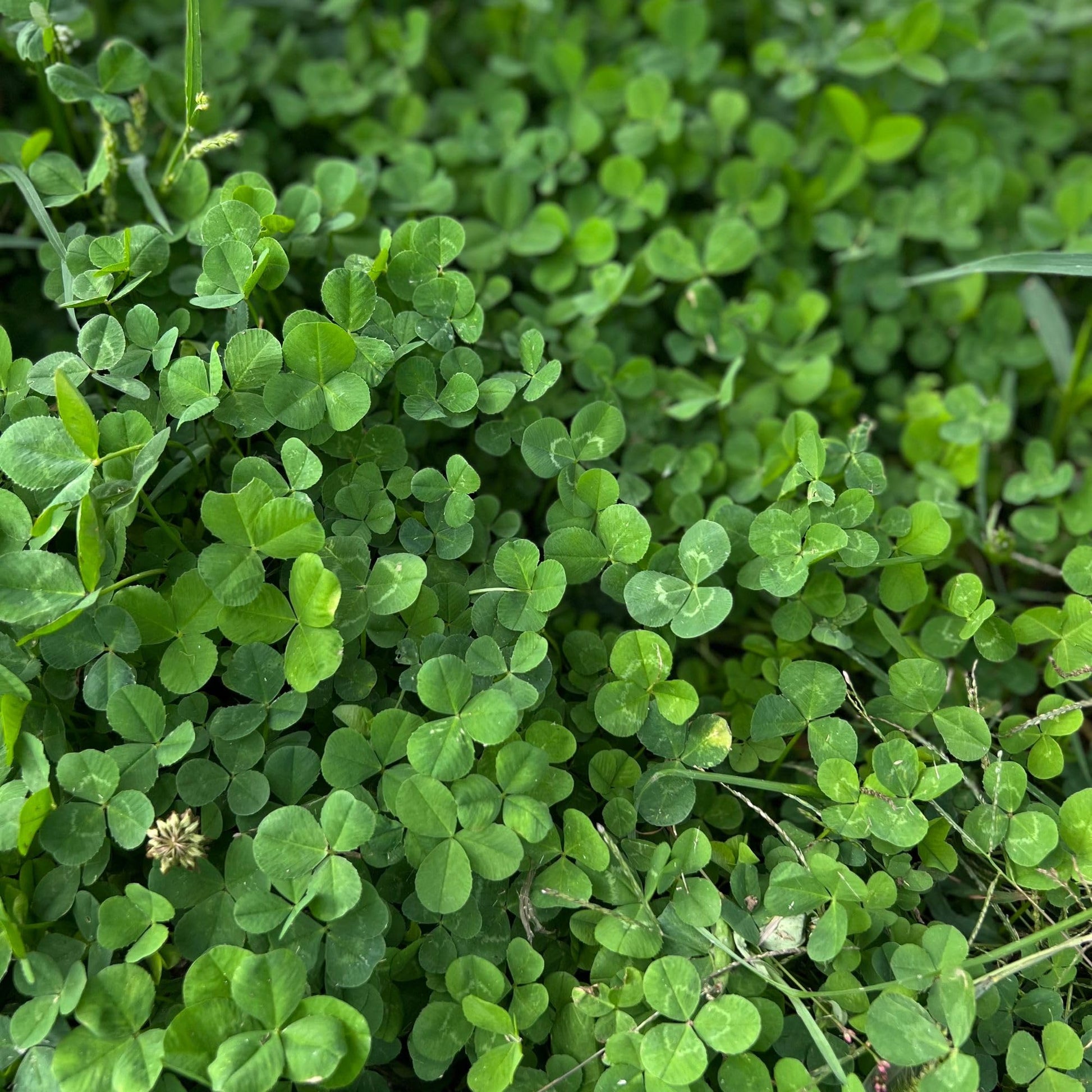 Miniature Clover seeds for lawn and ground cover planting.
