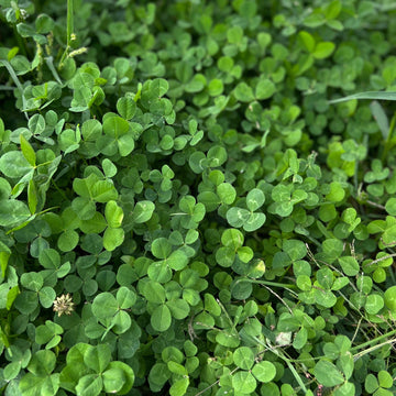 Miniature Clover seeds for lawn and ground cover planting.