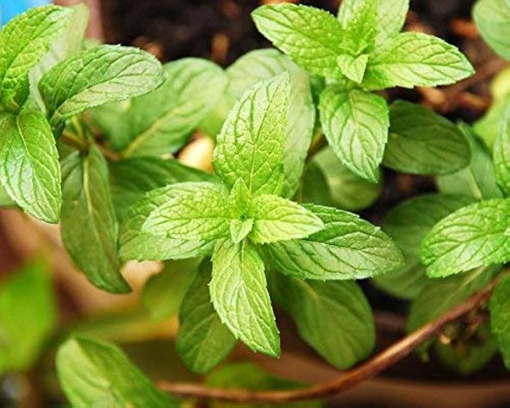 Mint flower clusters attracting pollinators grown from seeds