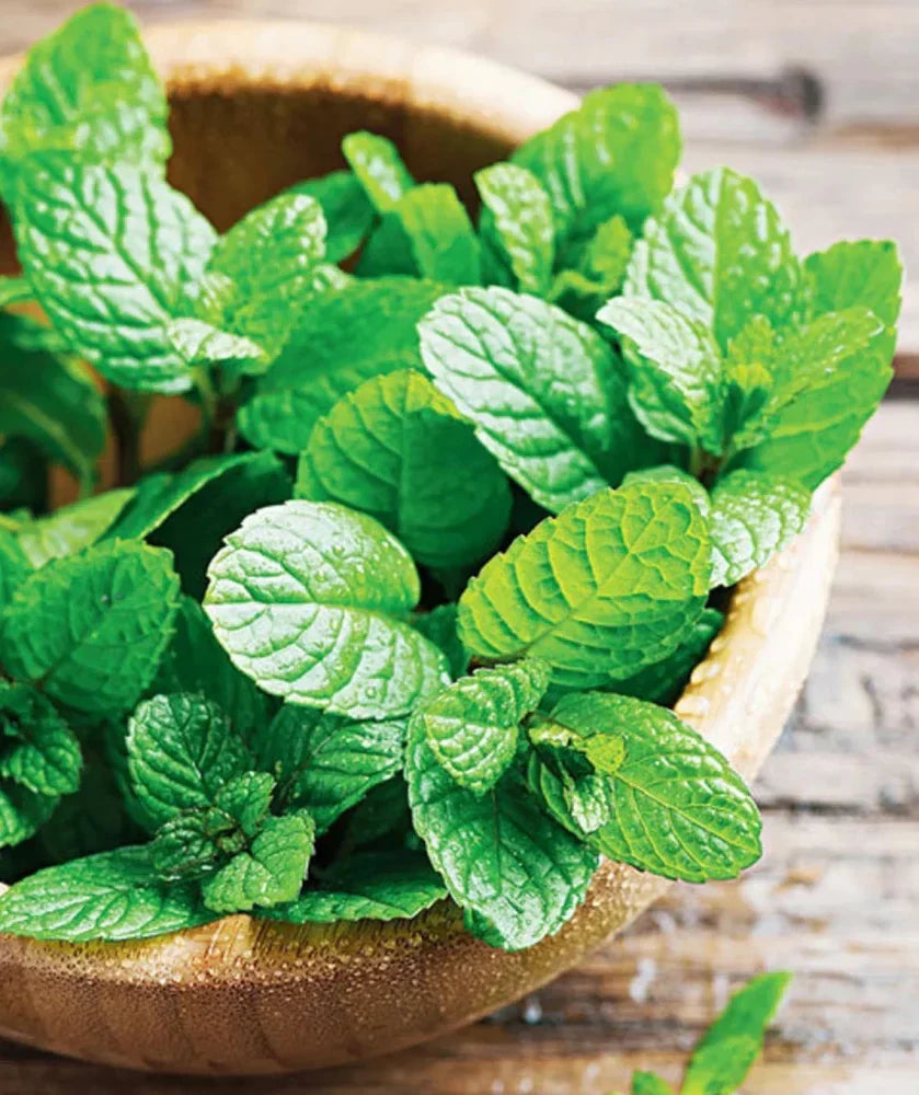 Mint herb flourishing in kitchen garden