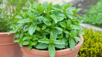 Step-by-step planting guide for Mint seeds