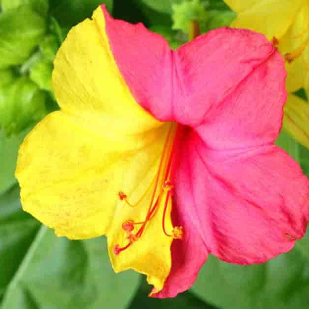 Yellow Red Four O'Clock Flower seeds for Planting - Wildflower Mix, Heirloom & GMO Free Seeds for Home Garden