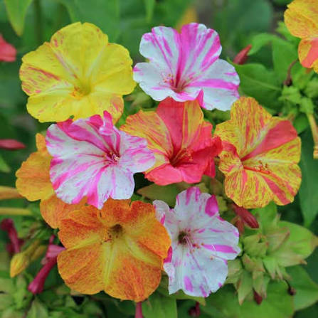 Mixed color Four O'Clock Mirabilis Jalapa flowers blooming in a garden
