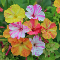 Mixed color Four O'Clock Mirabilis Jalapa flowers blooming in a garden