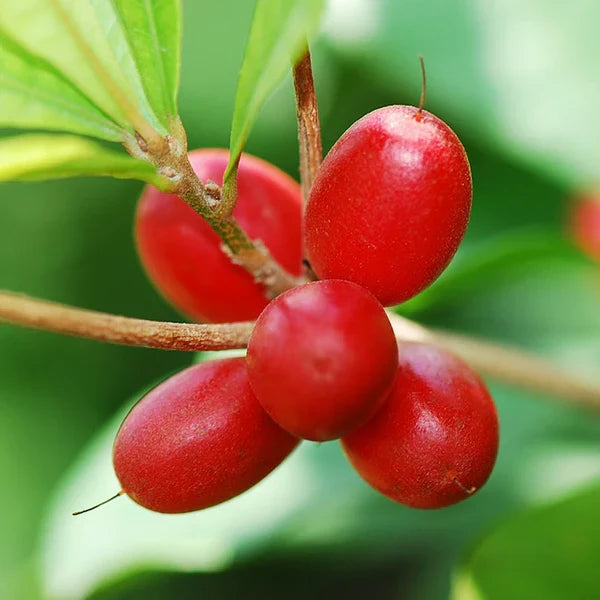 Miracle Berry fruit seeds for planting in home gardens and containers.