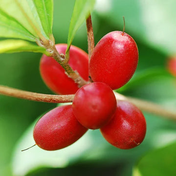 Miracle Berry fruit seeds for planting in home gardens and containers.
