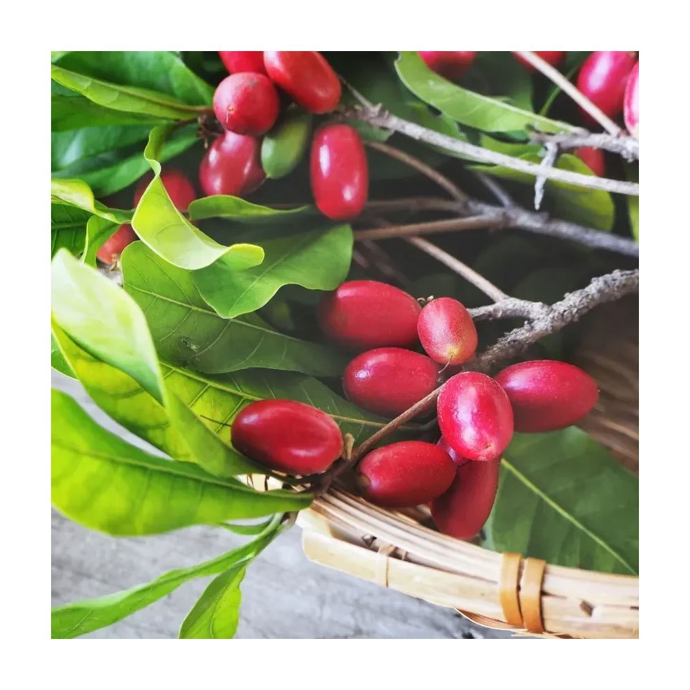 Miracle Berry plant with bright red tropical fruits growing outdoors