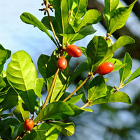 Miracle Fruit plant with glossy green foliage and red berries