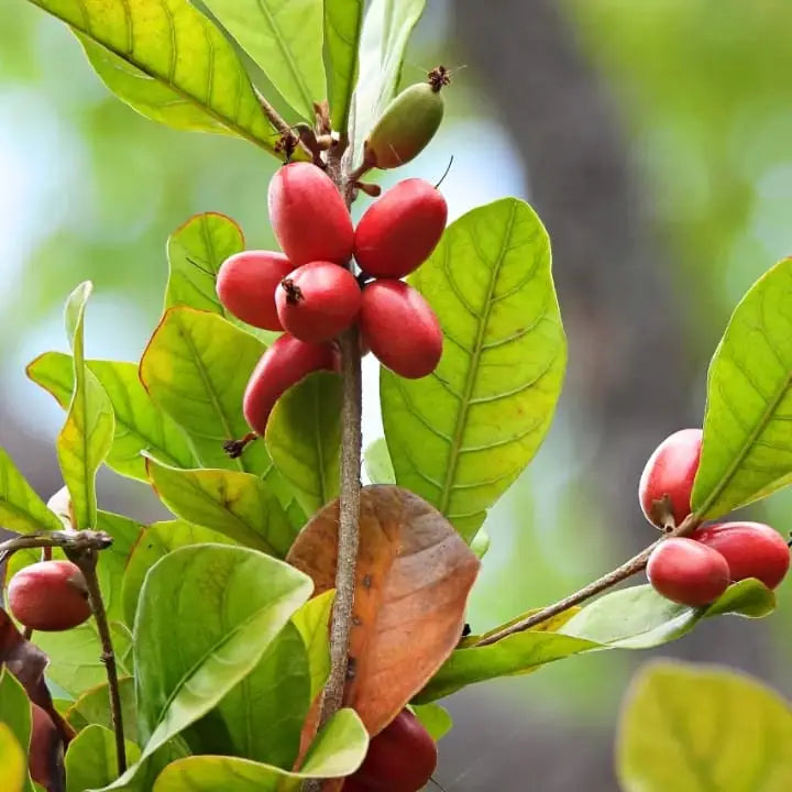 Miracle Berry Fruit Seeds for Planting – Heirloom Non-GMO Tropical Berry Shrub Seeds for Home Gardens, Containers & Patio Growing