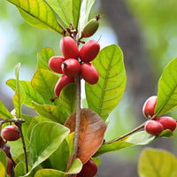 Miracle Berry Fruit Seeds for Planting – Heirloom Non-GMO Tropical Berry Shrub Seeds for Home Gardens, Containers & Patio Growing