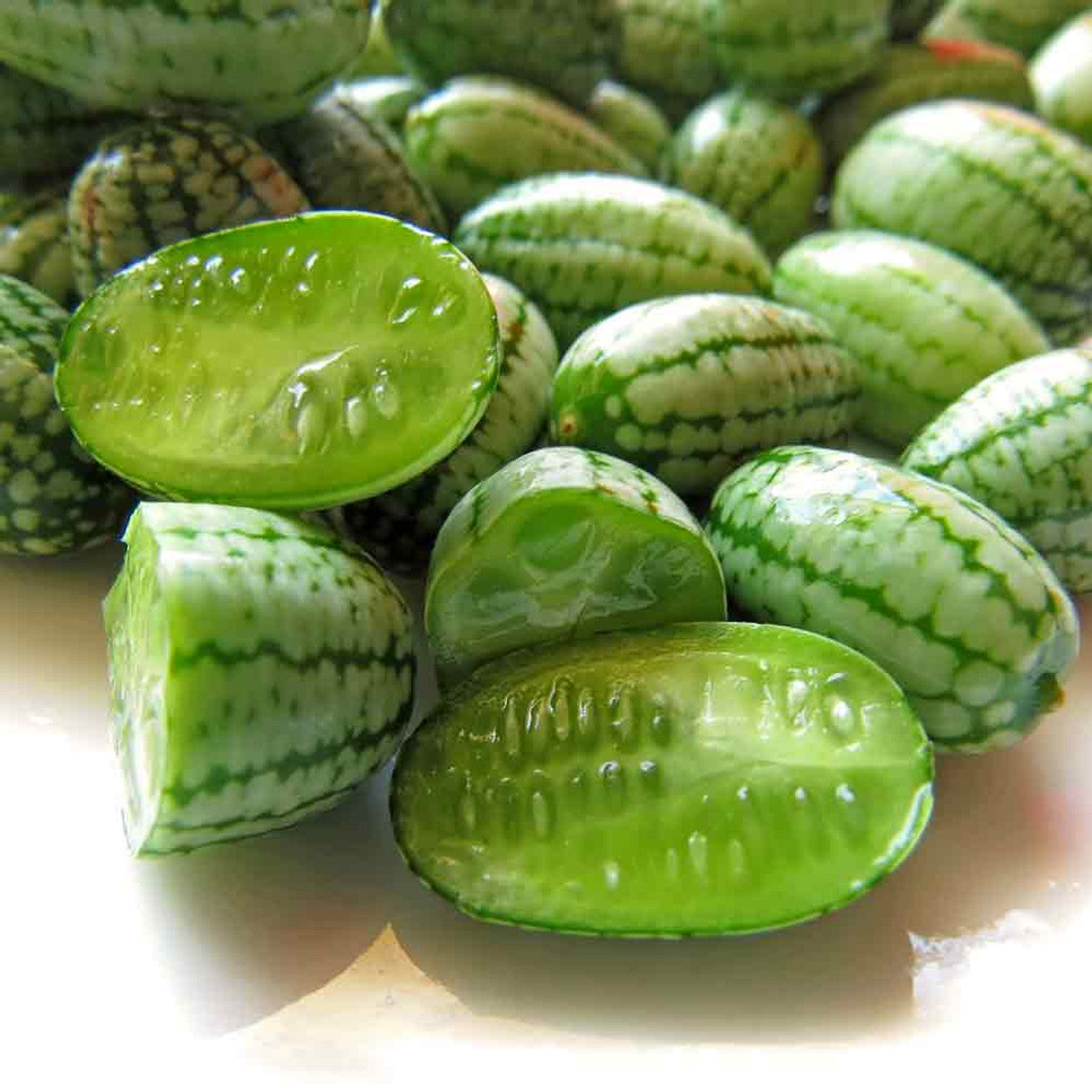 Mirzachul melon vines growing in sun-rich yard