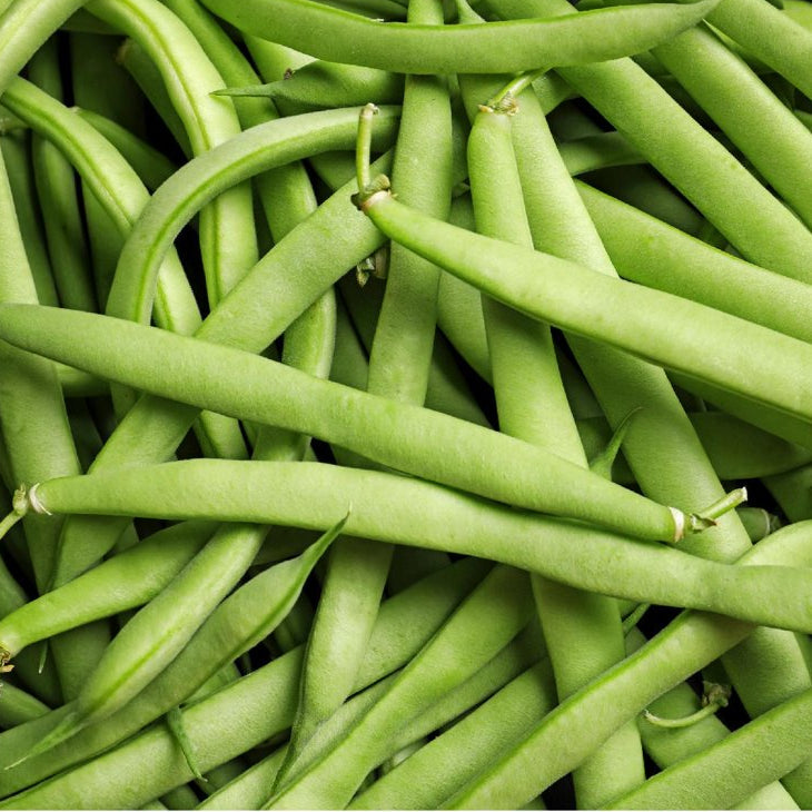 Missouri Wonder Pole Bean vegetable seeds for kitchen gardens and containers.