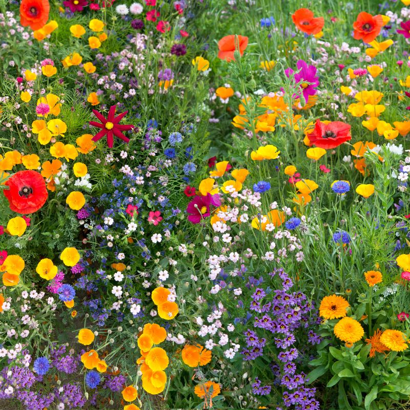 Mix Wild Flower Meadow Pouch seeds for planting colorful garden flowers