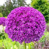 Mixed Allium giganteum flower seeds for ornamental landscape planting.