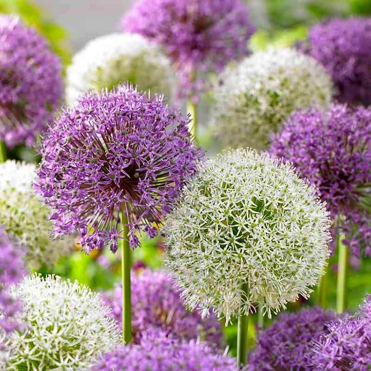 Mixed Allium giganteum flower seeds for planting in home gardens and flower beds.