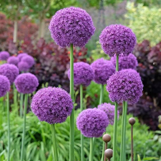 Mixed Giant Allium Giganteum flowering plants suitable for borders, beds, and outdoor gardens.