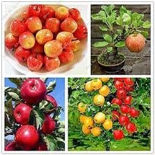 Mixed apple seeds for planting multiple apple tree varieties