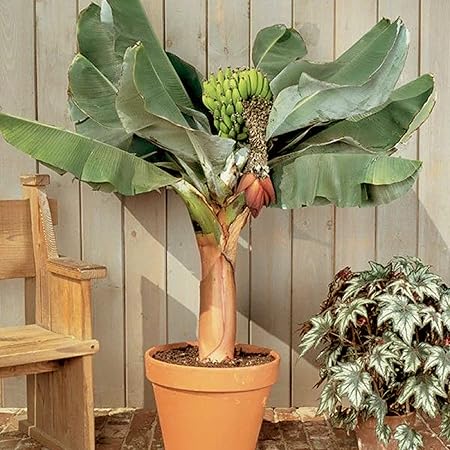 Mixed Banana plant with ripe fruit
