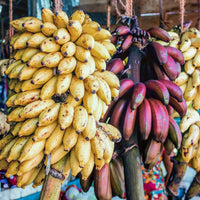 Mixed Banana seeds for planting Musa spp.