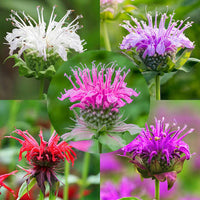 Mixed Bee Balm flower seeds for planting in home gardens and flower beds.