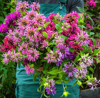 Mixed Bee Balm seeds for ornamental landscape planting and colorful garden displays.