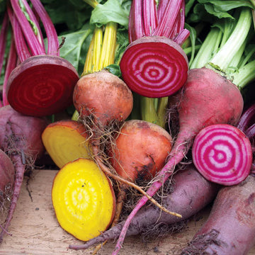 Mixed beetroot seeds for planting in home gardens