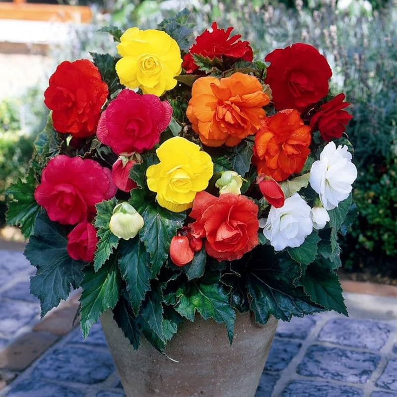 Mixed Begonia flower seeds for colorful garden planting