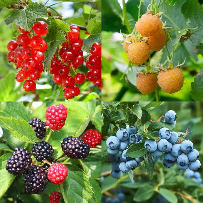 Mixed Berry fruit seeds for planting in home gardens and raised beds.