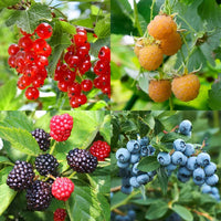 Mixed Berry fruit seeds for planting in home gardens and raised beds.