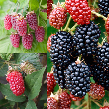 Mixed Berry fruit seeds for planting in home gardens and raised beds.