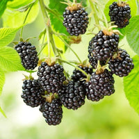 Mixed Berry seeds for growing colorful fruit plants in home gardens.