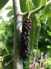Mixed wild berry seeds for backyard gardening
