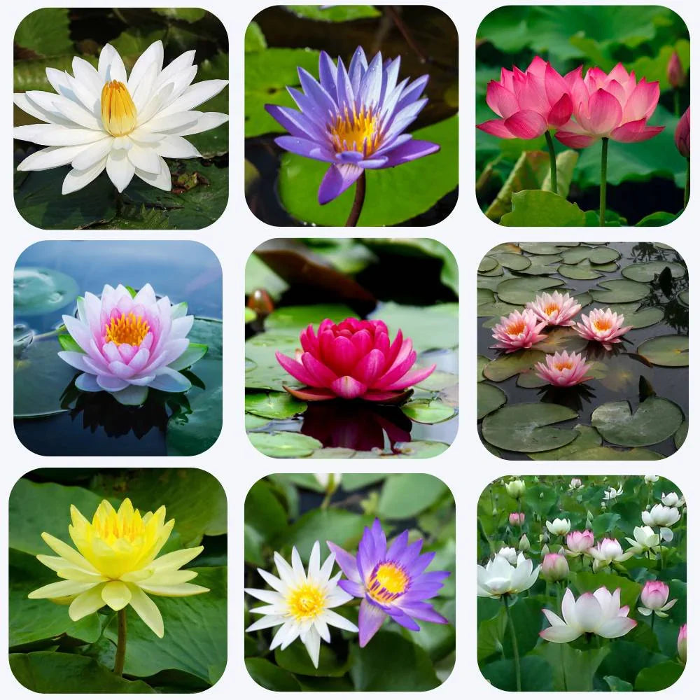Mixed Bowl Lotus seeds for planting in water gardens and bowl ponds.