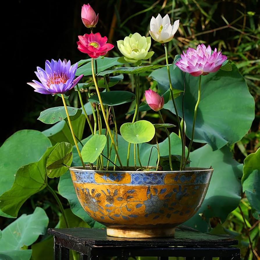 Mixed Bowl Lotus seeds for planting in water gardens and decorative containers.