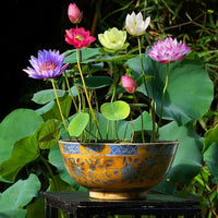 Mixed Bowl Lotus seeds for planting in water gardens and decorative containers.