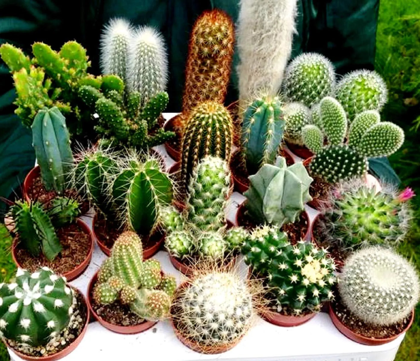 Assorted succulents creating a colorful indoor and outdoor plant display.