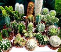 Assorted succulents creating a colorful indoor and outdoor plant display.