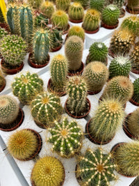 Mixed cactus succulent plants grown from seeds